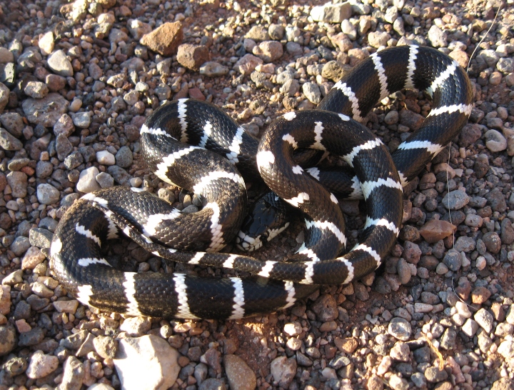 California Kingsnake